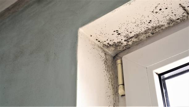 Best Mold Documentation for Insurance Claims  in Centreville, AL