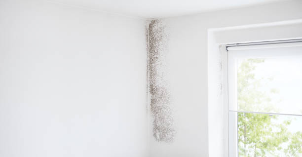 Dehumidification Services in Centreville, AL