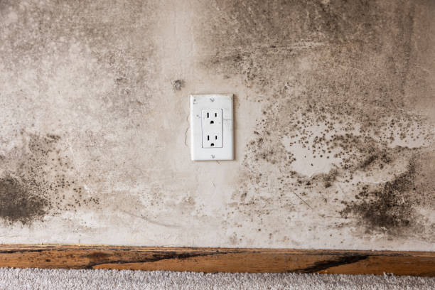 Biohazard Mold Removal in Centreville, AL
