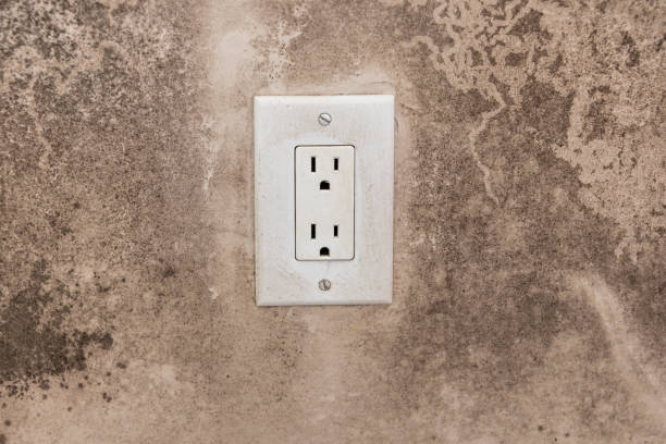 Professional Mold Removal in Centreville, AL