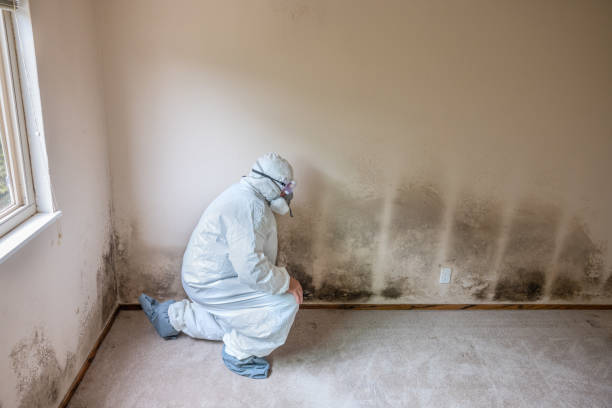 Best Real Estate Mold Inspection  in Centreville, AL